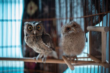 Hücrede oturup kameraya bakan iki komik genç baykuş.