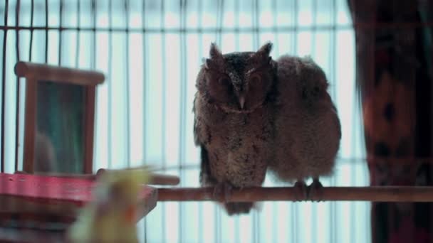 Пара забавных домашних сов, сидящих на ветке в клетке — стоковое видео