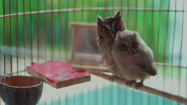 Пара забавных домашних сов, сидящих на ветке в клетке — стоковое видео