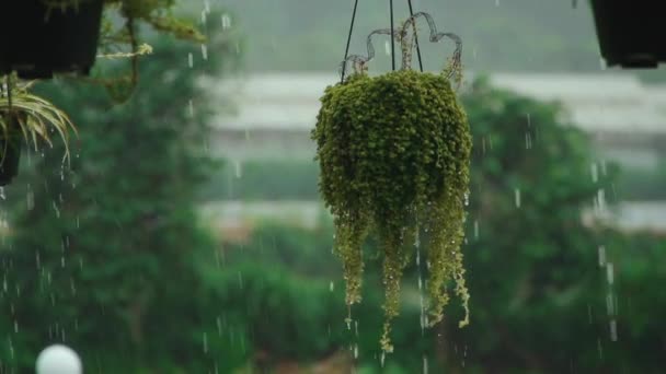 Langzame beweging van zware tropische regendruppels op groene plantenpotten — Stockvideo