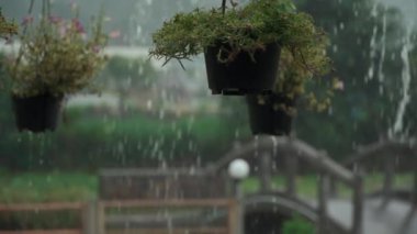 Ağır tropikal yağmur damlaları yeşil saksılara düşer.