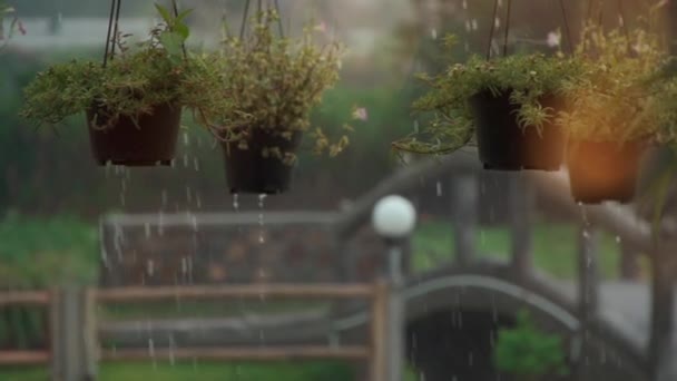 Langzame beweging van zware tropische regendruppels op groene plantenpotten — Stockvideo