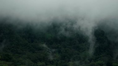 Yağmurdan sonra sisli tropik yağmur ormanları ve dağların manzarası