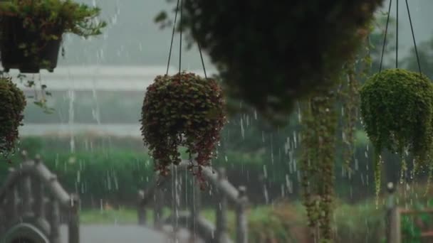 Langzame beweging van zware tropische regendruppels op groene plantenpotten — Stockvideo