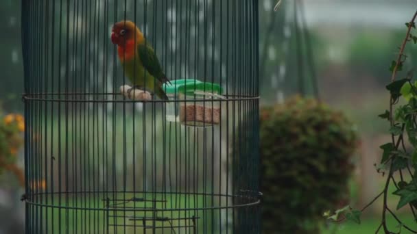 Färg tropisk papegoja lek med fjäder i bur i regn — Stockvideo
