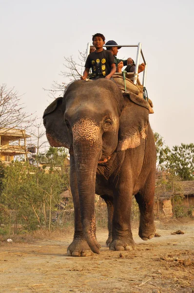 Sauraha Parque Nacional Chitwan Nepal Marzo 2017 Joven Nepalí Maneja —  Fotos de Stock