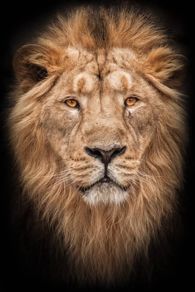 Portrait Calm Confidence Lion Male Large Predatory Strong Beautiful Cat — Stock Photo, Image