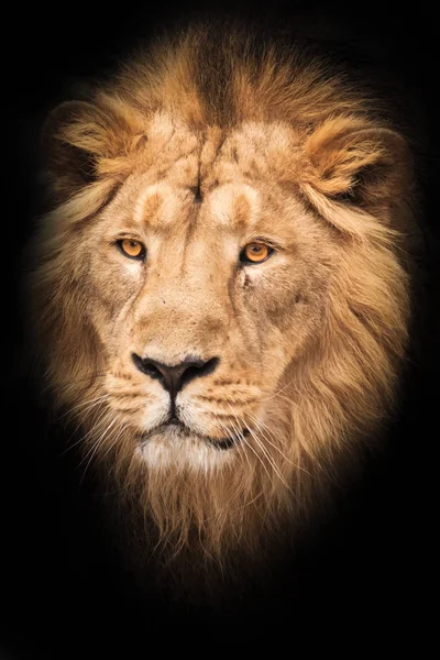 Portrait Mane Lion Male Large Predatory Strong Beautiful Cat Magnificent — Stock Photo, Image