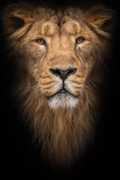 Lion Male Large Predatory Strong Beautiful Cat Magnificent Mane Hair — Stock Photo, Image