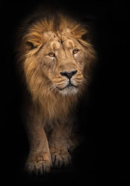 Way Out Night Lion Male Large Predatory Strong Beautiful Cat — Stock Photo, Image