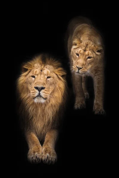 Männlich Und Seine Frau König Und Königin Löwenmännchen Ist Eine — Stockfoto