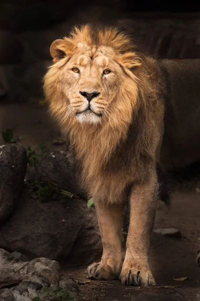 Leão Orgulhoso Fundo Escuro Leão Macho Grande Predador Forte Bonito — Fotografia de Stock