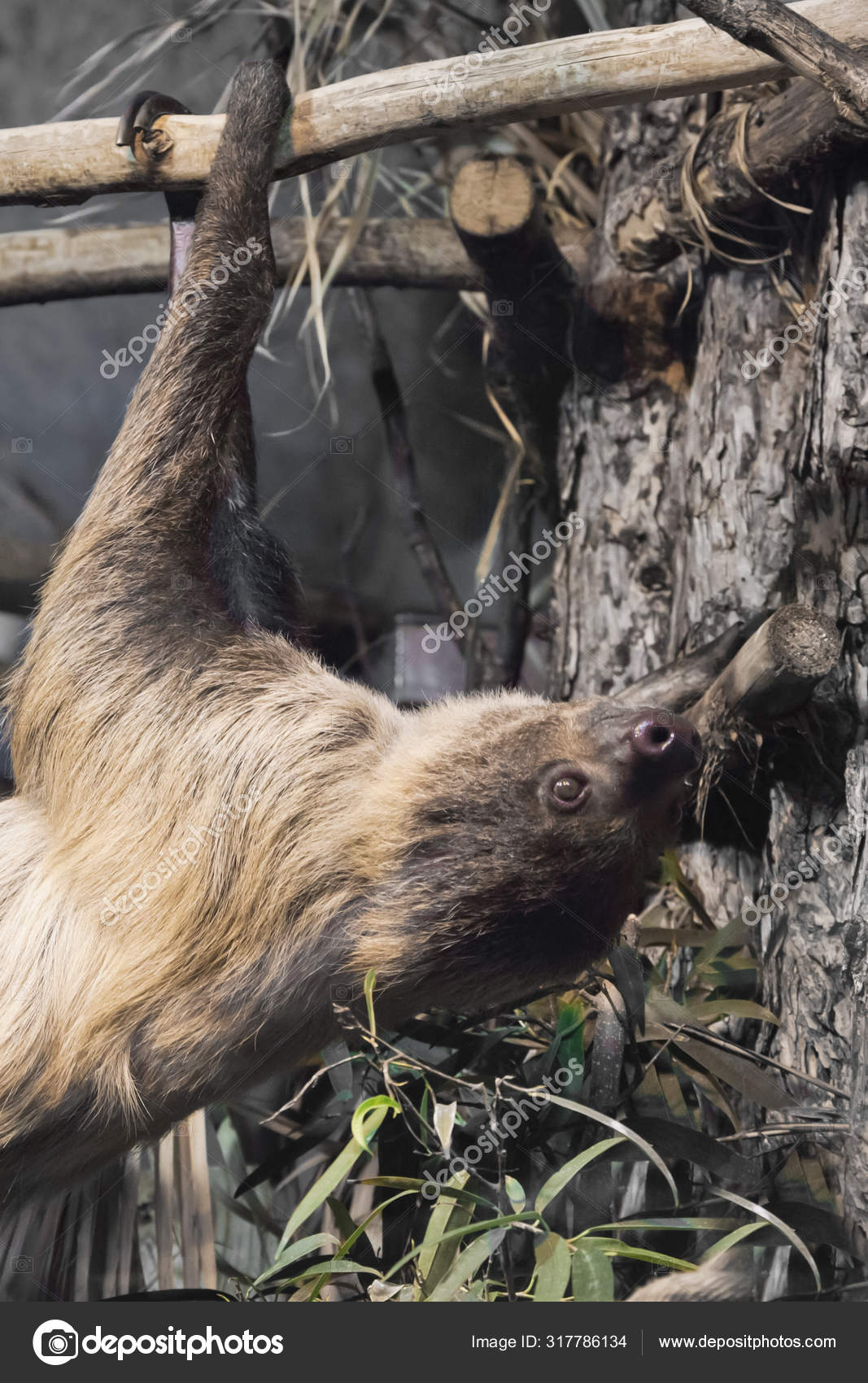 South American Sloth Hanging Branch Close Symbol Slowness Idleness Stock Photo C Semenov80