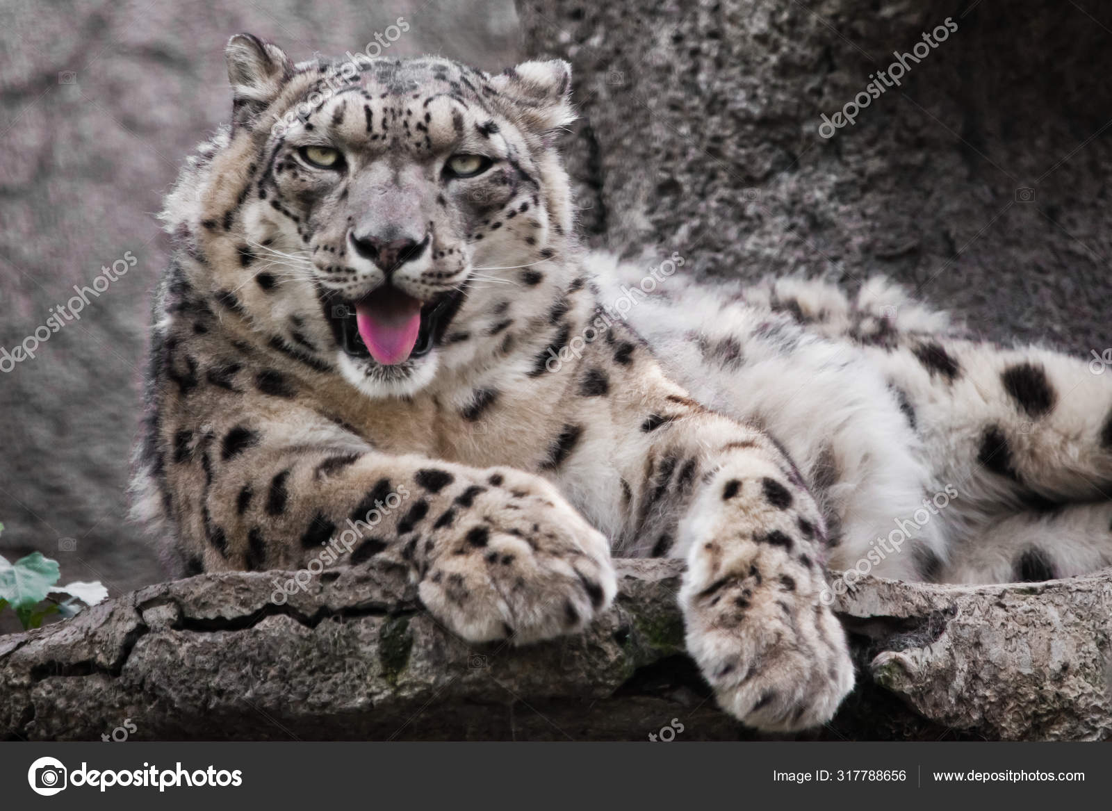 Powerful Big Predatory Cat Snow Leopard Sits Rock Close Stock Photo By C Semenov80 Powerful Big Predatory Cat Snow Leopard Sits Rock Close Stock Photo By C Semenov80