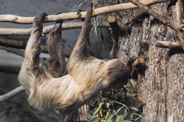 Güney Amerika tembel bir şube asılı, yakın çekim, yavaşlık ve tembellik sembolü