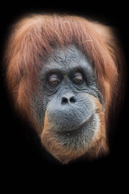 skepticism and thoughtfulness. Face of a smart orangutan isolated on black background clipart