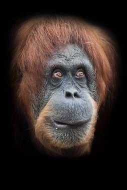 thoughtfulness and cunning plan. Face of a smart orangutan isolated on black background clipart