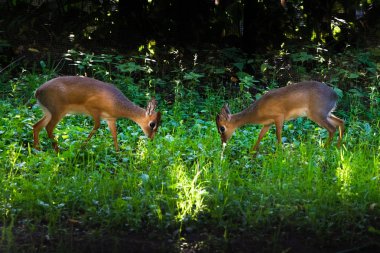 İki cücenin (küçük) savaşı (butting). Kirk dik-dik - yeşil bir arka plan, gün batımı ışık Üzerinde Doğu Afric küçük bir antilop yerli.