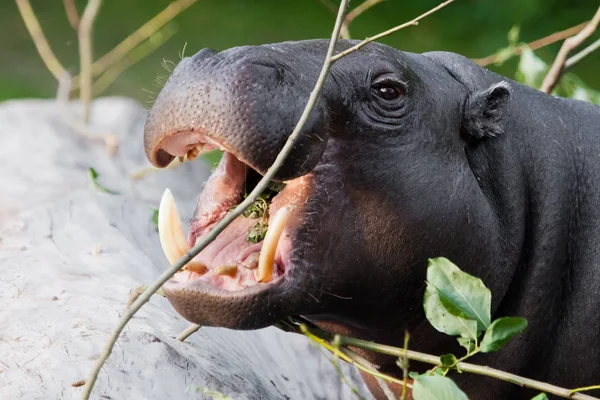 Mignon Hippopotame Museau Gros Plan Les Yeux Sur Fond Verdure — Photo