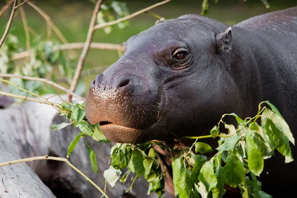 Cute hippo muzzle close-up, eyes on a background of greenery. pygmy hippo (Pygmy hippopotamus)  is a cute little hippo.