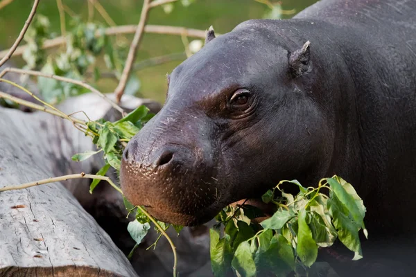 Cute Hippo Muzzle Close Eyes Background Greenery Pygmy Hippo Pygmy — Stock Photo, Image