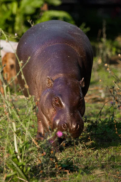 Grande Gorda Pero Bonita Hierba Pygmy Hippo Pygmy Hippotamus Lindo —  Fotos de Stock