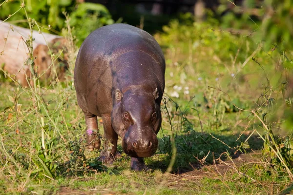 Великий Товстий Але Гарний Траві Гіпсофіла Pygmy Hippopotamus Милий Маленький — стокове фото