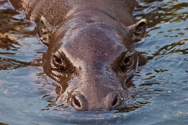 Museau Dans Eau Hippopotame Pygmée Hippopotame Pygmée Est Petit Hippopotame — Photo