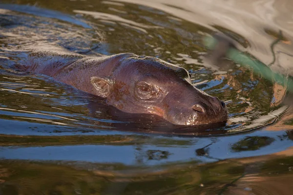 Muzzle in the water. pygmy hippo (Pygmy hippopotamus)  is a cute little hippo.