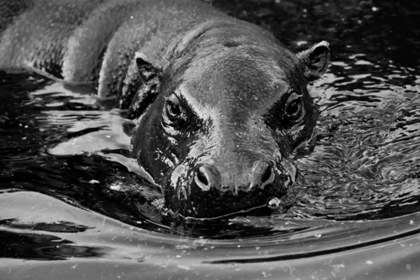 Muzzle in the water. pygmy hippo (Pygmy hippopotamus)  is a cute little hippo.black and white.