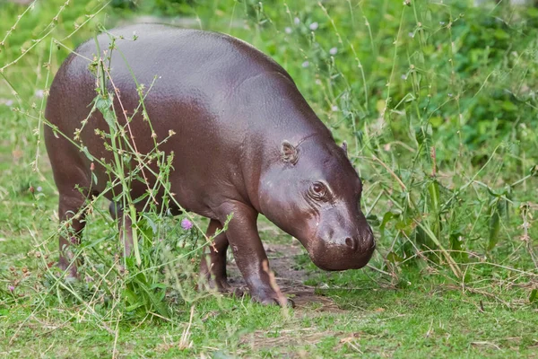 Skrudar Äter Grönt Gräs Pygmy Flodhäst Pygmy Hippopotamus Söt Liten — Stockfoto