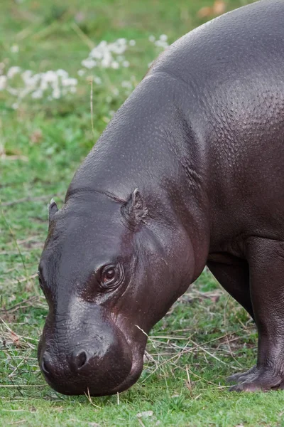 Pâturage Sur Herbe Verte Gros Plan Museau Hippopotame Pygmée Hippopotame — Photo