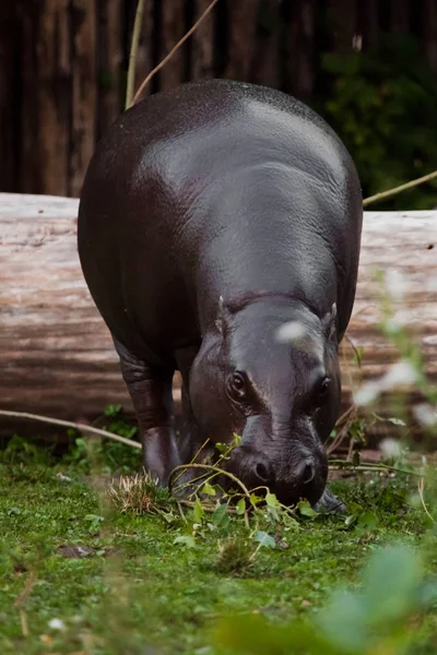 Hippo Wandelingen Het Groene Gras Dwerg Nijlpaard Dwerg Hippopotamus Een — Stockfoto