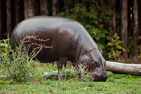 hippo walks on the green grass. pygmy hippo (Pygmy hippopotamus)  is a cute little hippo.
