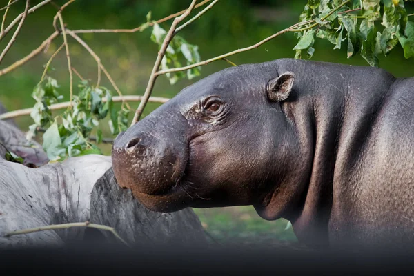 Lindo Bozal Hipopótamo Cerca Ojos Fondo Vegetación Pygmy Hippo Pygmy —  Fotos de Stock