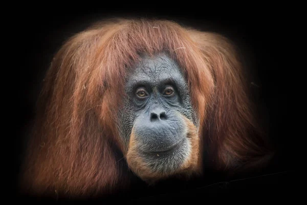 Ironie Scepticisme Gezicht Van Een Slimme Orangutan Geïsoleerd Zwarte Achtergrond — Stockfoto