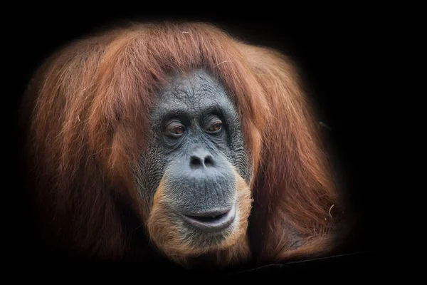 Überraschung Gesicht Eines Smarten Orang Utans Isoliert Auf Schwarzem Hintergrund — Stockfoto
