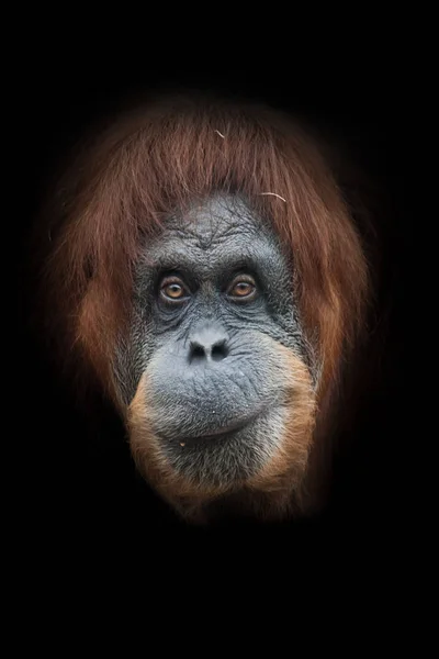 Experiente Irónico Sorria Rosto Orangotango Inteligente Isolado Fundo Preto — Fotografia de Stock