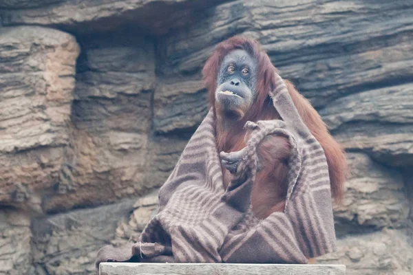 Roupa Capa Orangotango Inteligente Uma Fêmea Semelhante Errante — Fotografia de Stock