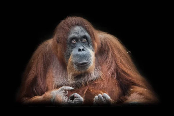 Capo Presidente Volto Orango Intelligente Isolato Sfondo Nero — Foto Stock