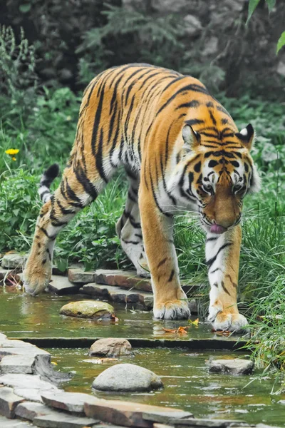 A beautiful tiger, a large predatory cat on the background of a stream and saturated emerald green forest (jungle), a powerful wild beast Amur tiger in summer