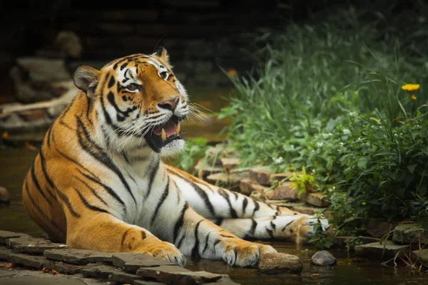 Een Prachtige Tijger Een Grote Roofzuchtige Kat Achtergrond Van Een — Stockfoto