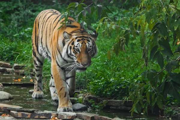 Belo Tigre Grande Gato Predador Fundo Riacho Floresta Verde Esmeralda — Fotografia de Stock