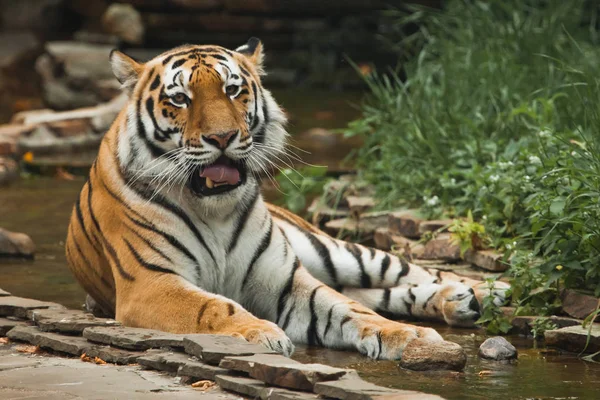 Hermoso Tigre Gran Gato Depredador Fondo Arroyo Bosque Verde Esmeralda — Foto de Stock