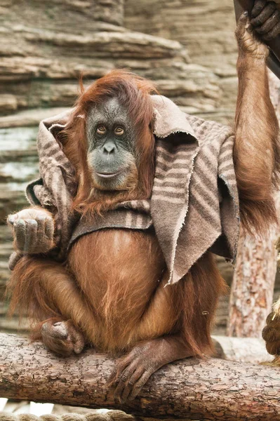 Mądra Humanoidalna Małpa Orangutan Używa Koca Jako Ubrania Inteligencji Świecie — Zdjęcie stockowe