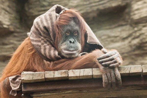 Frustrado Rosto Macaco Orangotango Humanóide Inteligente Usa Cobertor Como Roupa — Fotografia de Stock