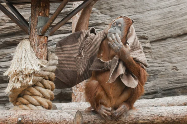 思想或梦想 一只聪明的人形猩猩猴子用毛毯作为衣服 动物世界的智慧 — 图库照片