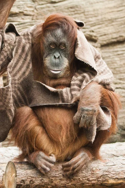 Mądra Humanoidalna Małpa Orangutan Używa Koca Jako Ubrania Inteligencji Świecie — Zdjęcie stockowe