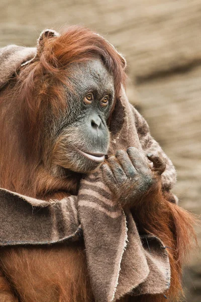 Mądra Humanoidalna Małpa Orangutan Używa Koca Jako Ubrania Inteligencji Świecie — Zdjęcie stockowe