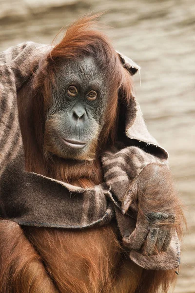Smart looking eyes. A smart humanoid orangutan monkey uses a blanket as a clothing, intelligence in the animal world.